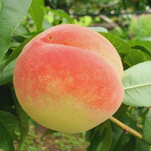 [채화농장] 1급 맛있는 복숭아